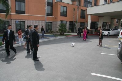 Chiki (poodle si Juni) e'ek
Naaaaahh...lah cantik cantik bebaju putih,
e'ek di jalanan...
