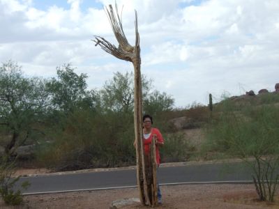TULANG BATANG KAKTUS KERING
